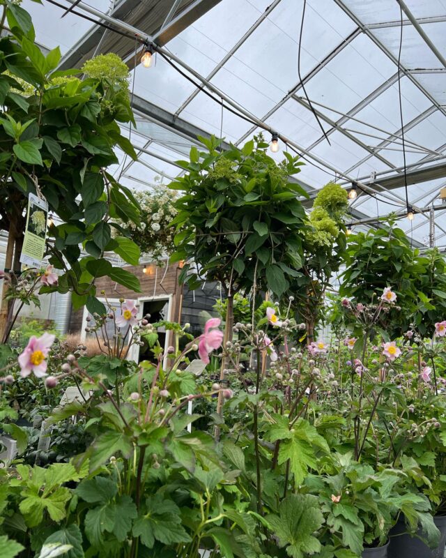 Hagen Gard & Gartneri * Fullt med planter inne på hagesenteret