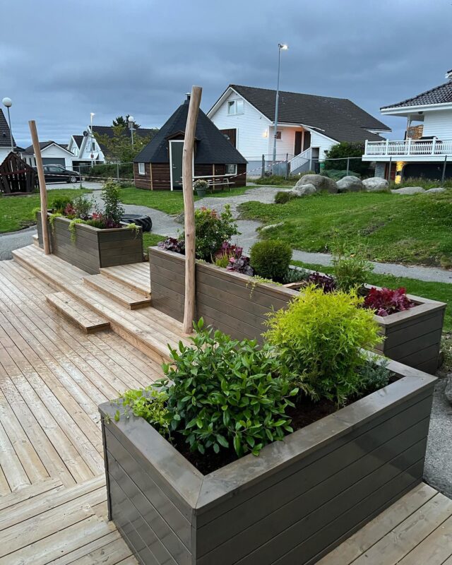 Hagen Gard & Gartneri * Buksbom kuleform i blomsterbed
