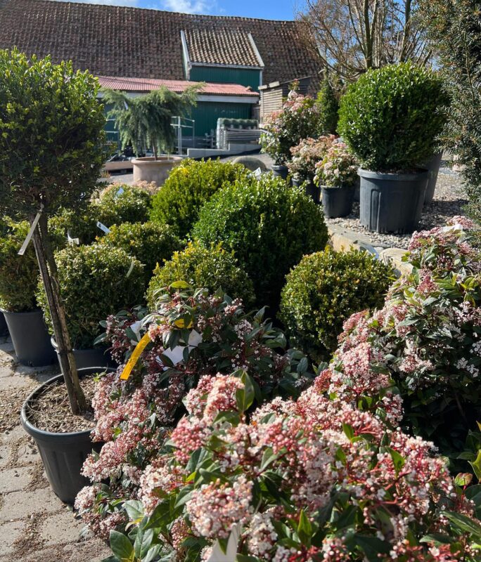 Hagen Gard & Gartneri * Diverse grønne uteplanter utenfor hagesenteret