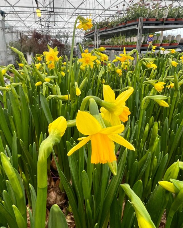 Hagen Gard & Gartneri * Vårblomster – Påskeliljer