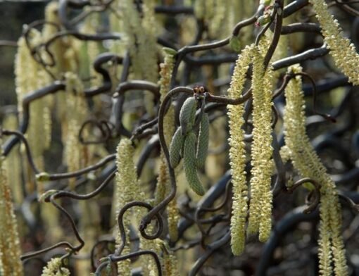 Corylus Avellana Contorta