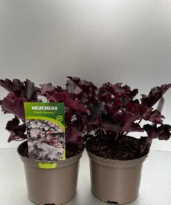 Heuchera Black Beauty