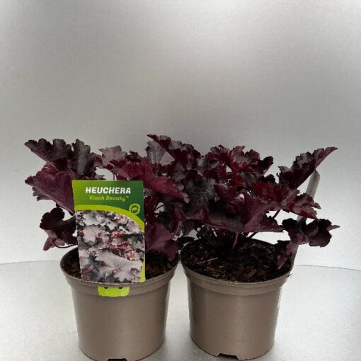 Heuchera Black Beauty