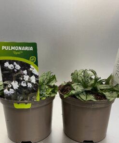 Pulmonaria Opal