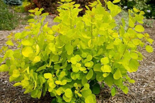 Cotinus Coggygria Golden Spirit
