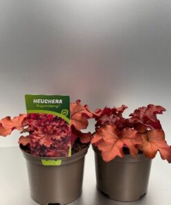 Heuchera Boysenberry