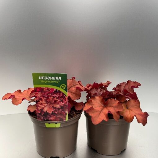 Heuchera Boysenberry