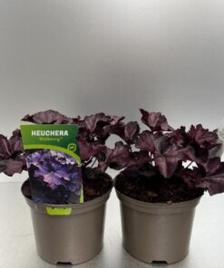 Heuchera Mulberry