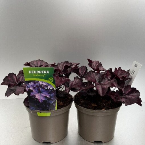 Heuchera Mulberry