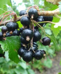 Ribes Nigrum - Zwarte Bes