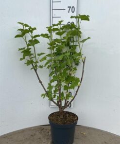Ribes Rubrum Jonkheer Van Tets