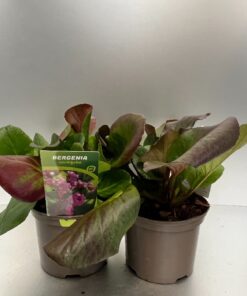 Bergenia Cordifolia