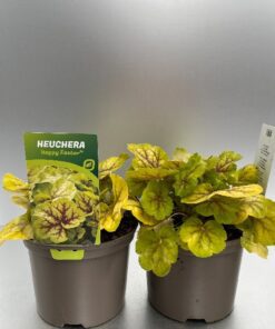 Heuchera Happy Easter