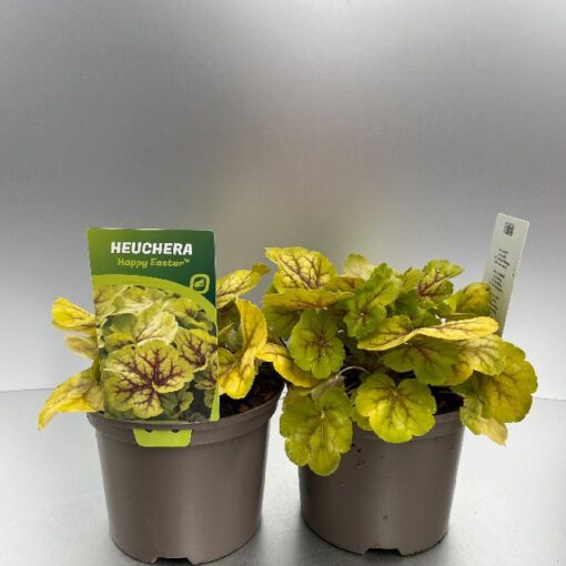Heuchera Happy Easter