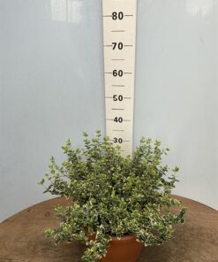 Euonymus Emerald Gaiety