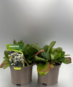 Bergenia Bressingham White