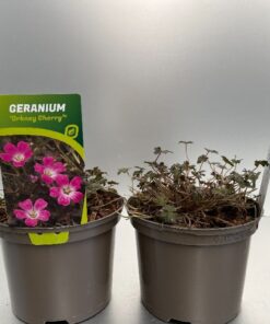 Geranium Orkney Cherry