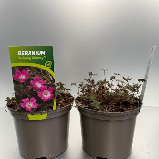 Geranium Orkney Cherry