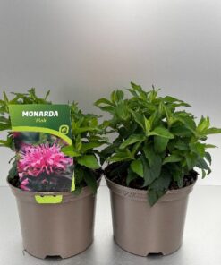 Monarda Didyma Balmy
