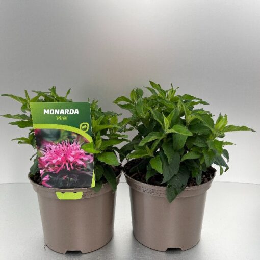 Monarda Didyma Balmy