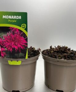 Monarda Didyma Balmy
