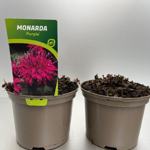 Monarda Didyma Balmy