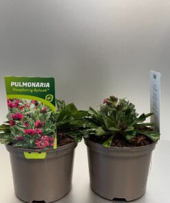 Pulmonaria Raspberry Splash