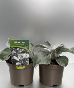 Senecio Angel Wings