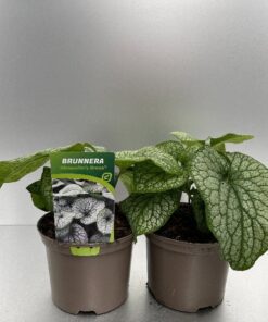 Brunnera Macr. Alexander´S Great