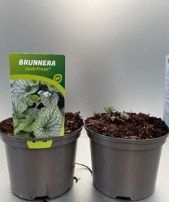 Brunnera Macr. Jack Frost®