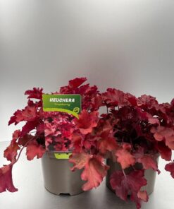 Heuchera Cranberry