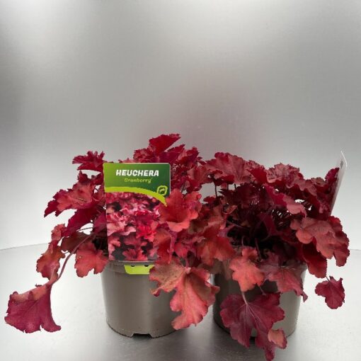 Heuchera Cranberry