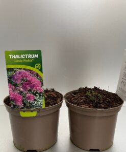 Thalictrum 'Little Pinkie' (Frøstjerne)