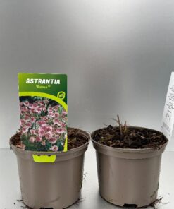 Astrantia Major Roma