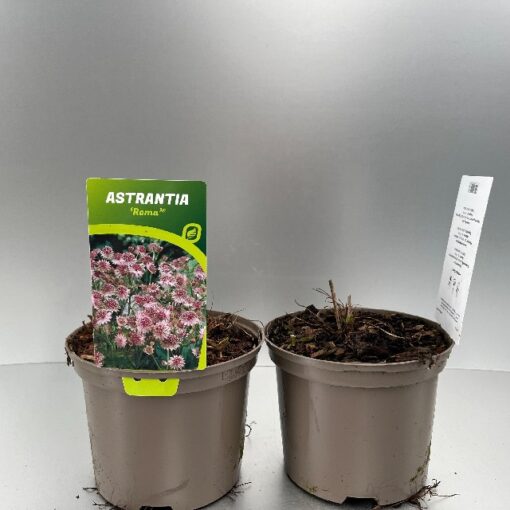 Astrantia Major Roma