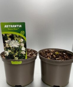 Astrantia Major Snow Star (Involucrata)®