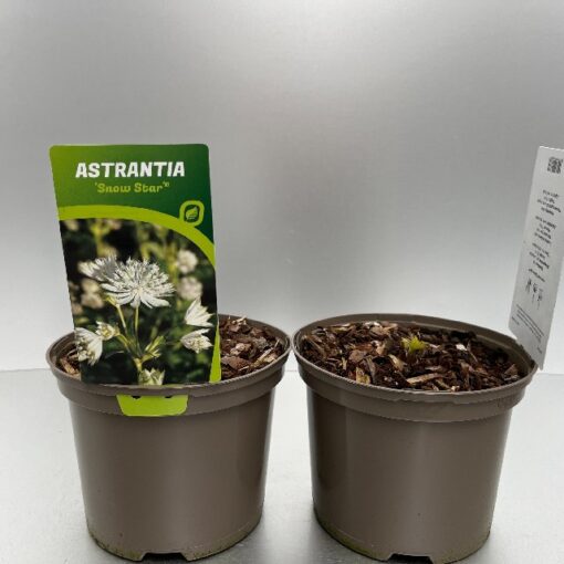 Astrantia Major Snow Star (Involucrata)®