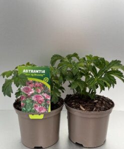 Astrantia Major Star Of Beauty