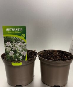 Astrantia Major Star Of Billion