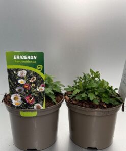 Erigeron Karvinskianus