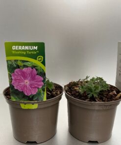 Geranium Blushing Turtle