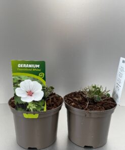 Geranium Coombland White