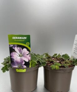 Geranium Dreamland