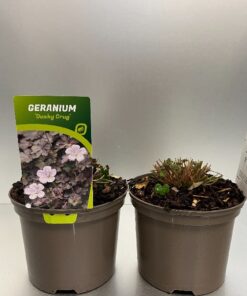 Geranium Dusky Crug