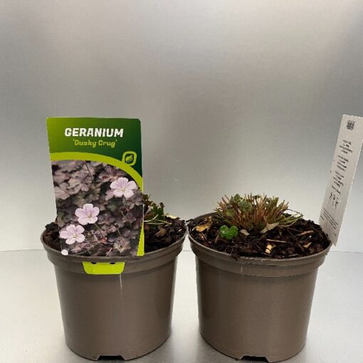 Geranium Dusky Crug