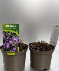 Geranium Johnson´S Blue