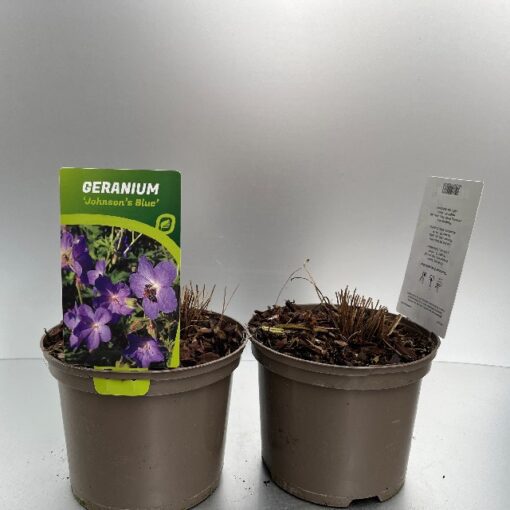 Geranium Johnson´S Blue