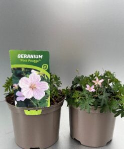 Geranium Pink Pouffe