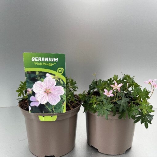 Geranium Pink Pouffe