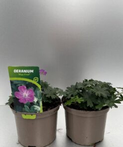 Geranium Sanguineum Max Frei